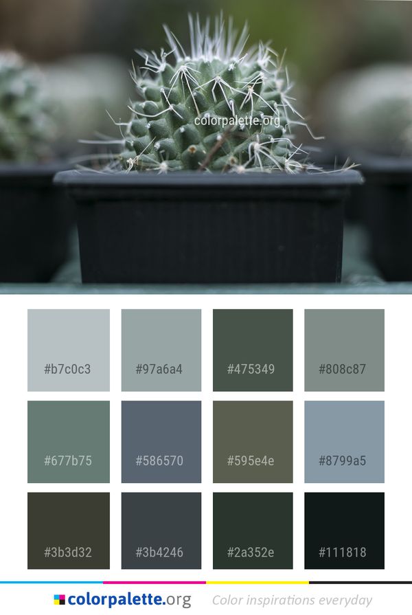 Plant Cactus Thorns Spines And Prickles Color Palette