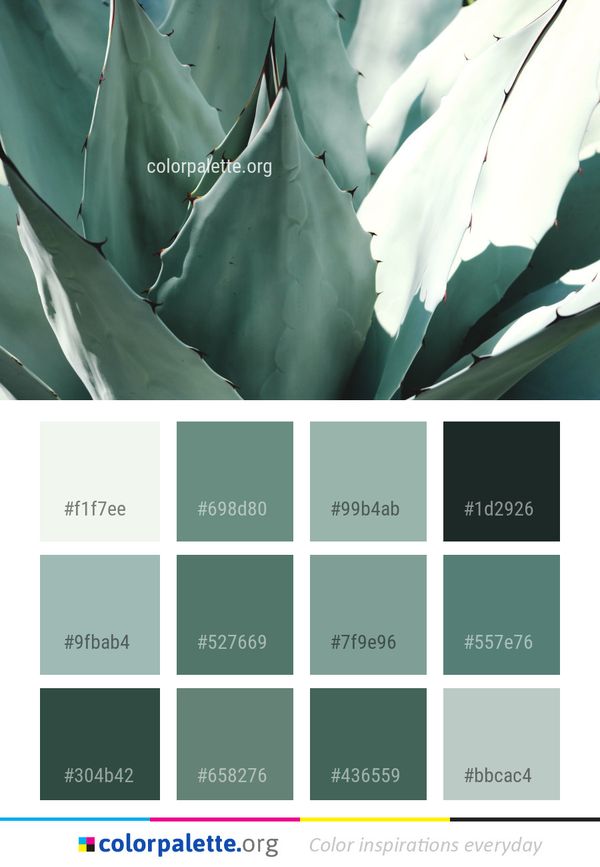 Plant Leaf Agave Color Palette