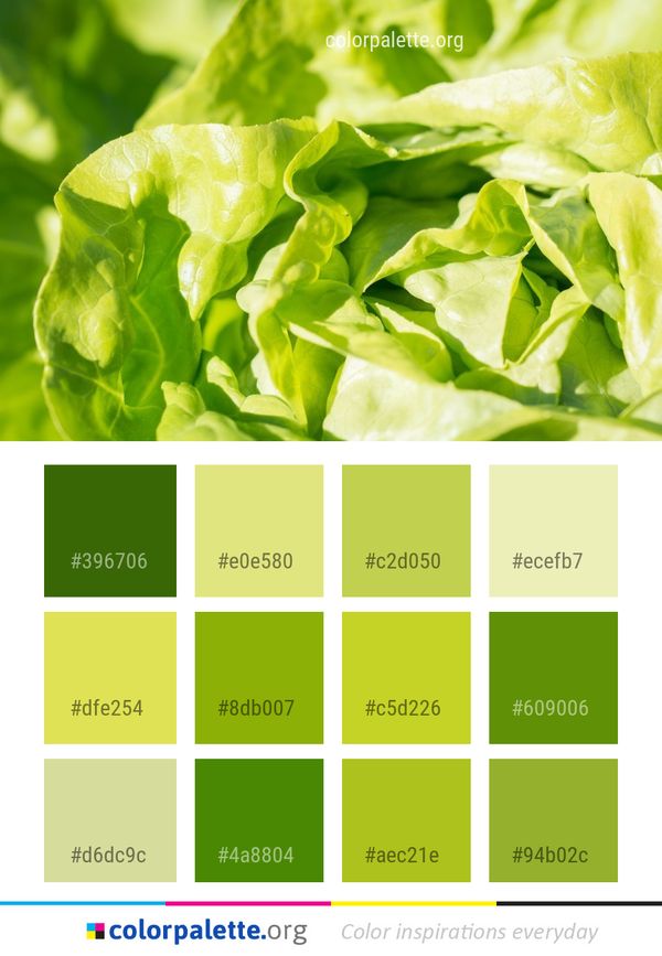 Leaf Vegetable Lettuce Color Palette
