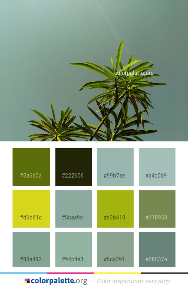 Plant Leaf Tree Color Palette