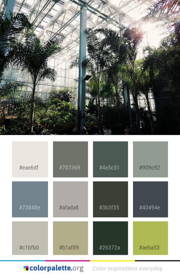 Plant Tree Arecales Color Palette