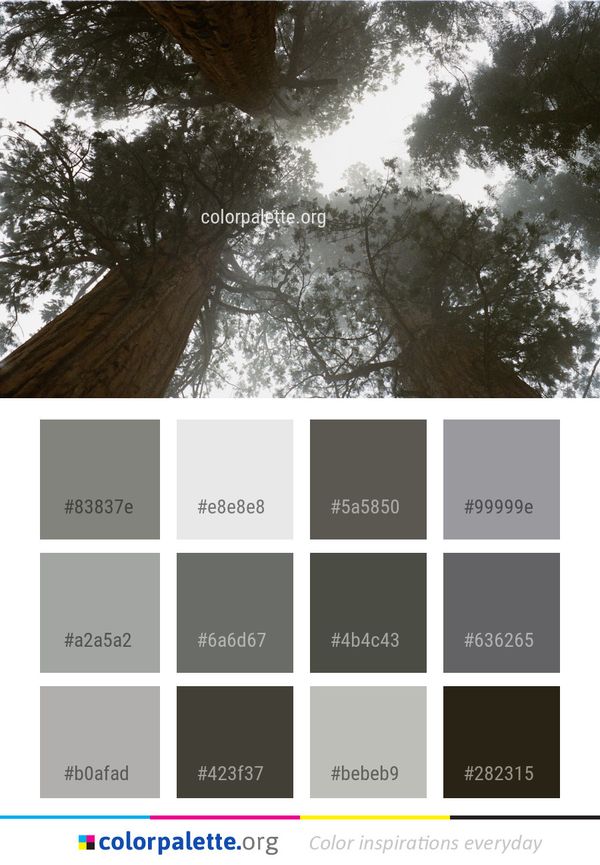 Tree Woody Plant Forest Color Palette