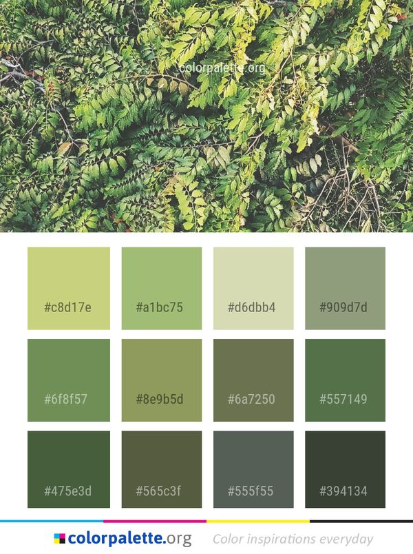 Vegetation Plant Tree Color Palette