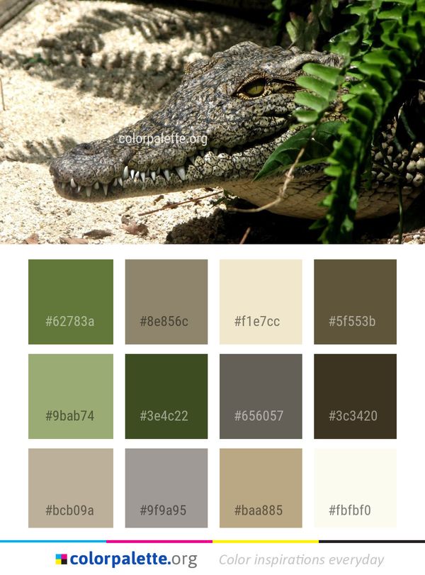 Crocodilia Reptile Crocodile Color Palette