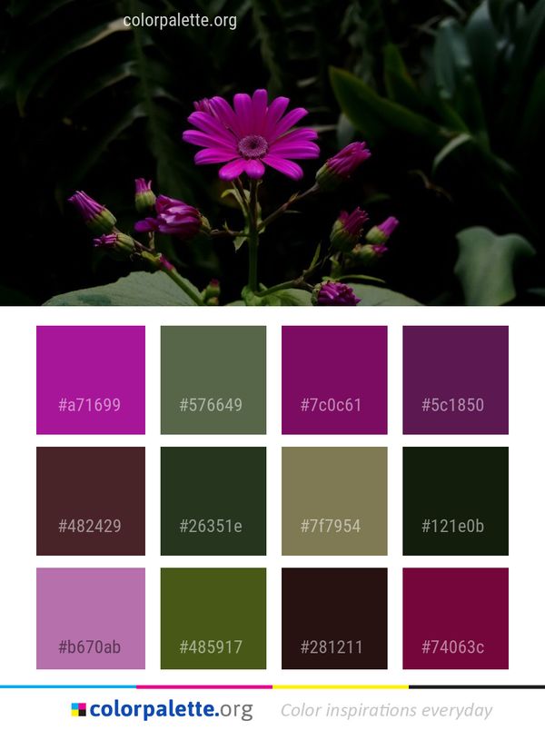 Flower Plant Flora Color Palette