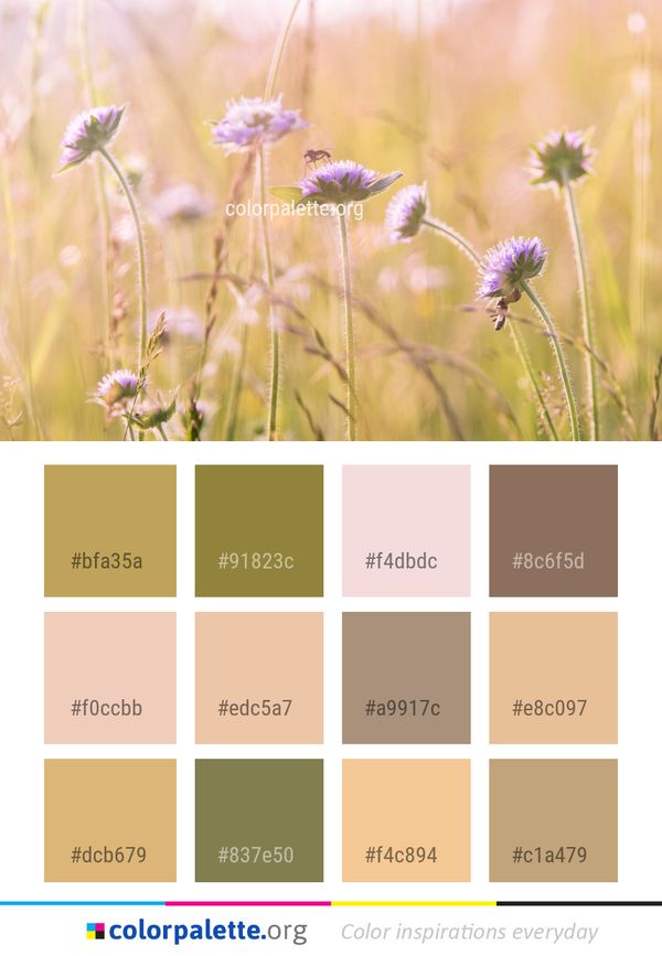 Flower Wildflower Lavender Color Palette