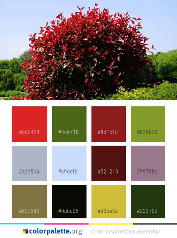 Plant Vegetation Leaf Color Palette