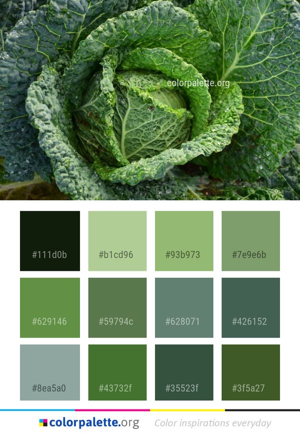 Vegetable Savoy Cabbage Leaf Color Palette