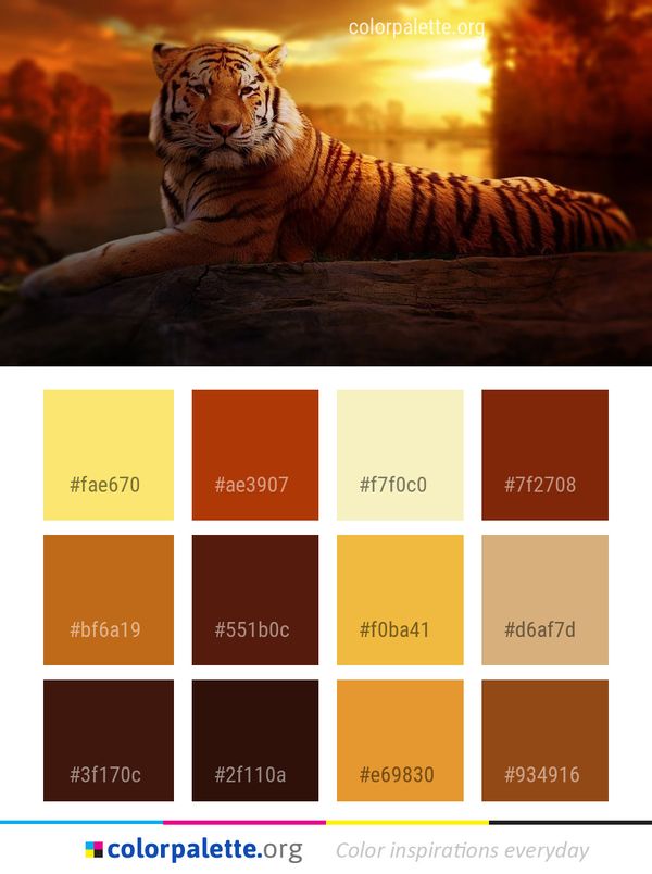 Wildlife Tiger Mammal Color Palette