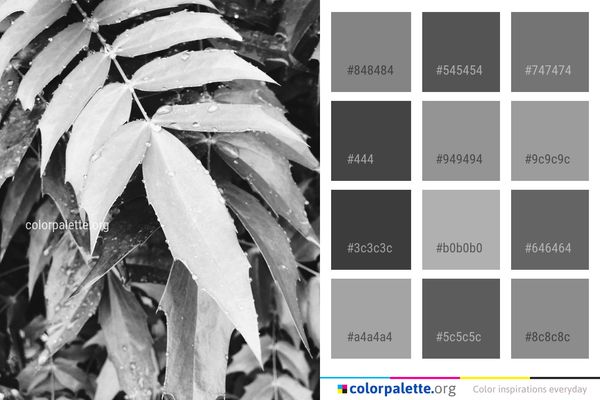 Black And White Monochrome Photography Leaf Color Palette