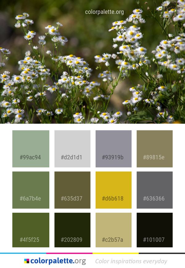 Flower Flora Plant Color Palette