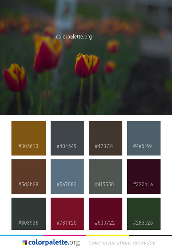Flower Plant Tulip Color Palette