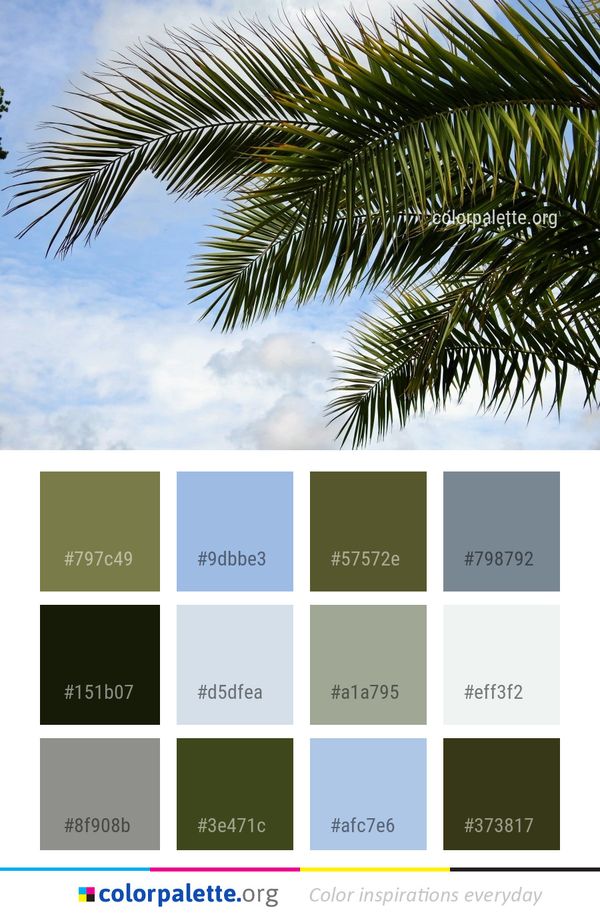 Sky Tree Palm Color Palette