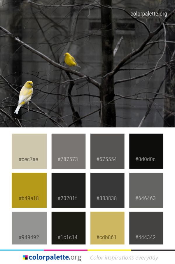 Bird Nature Fauna Color Palette