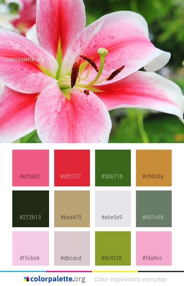Flower Lily Pink Color Palette