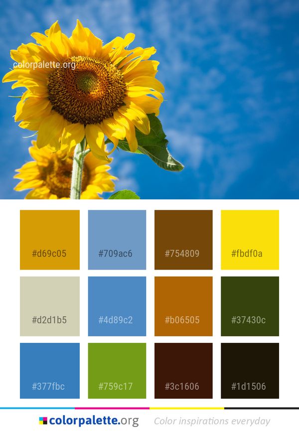 Flower Sunflower Yellow Color Palette