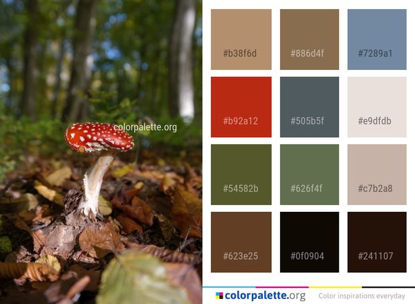 Fungus Mushroom Agaric Color Palette