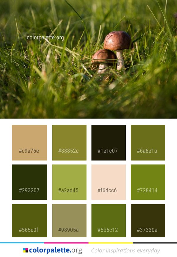 Grass Close Up Fungus Color Palette