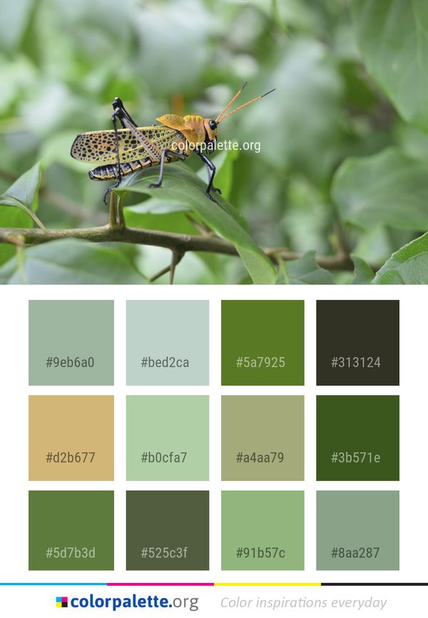 Insect Invertebrate Fauna Color Palette