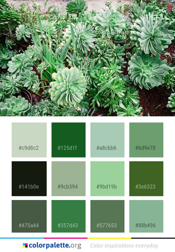 Plant Vegetation Flower Color Palette