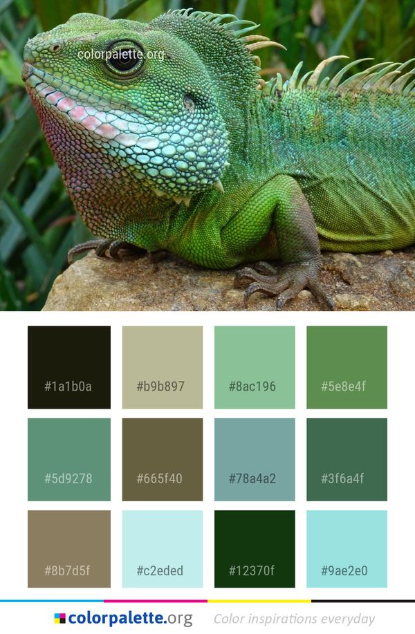 Reptile Lacertidae Lacerta Color Palette