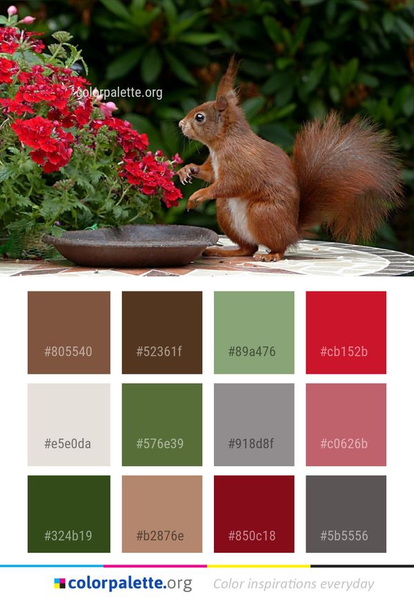 Squirrel Fauna Mammal Color Palette