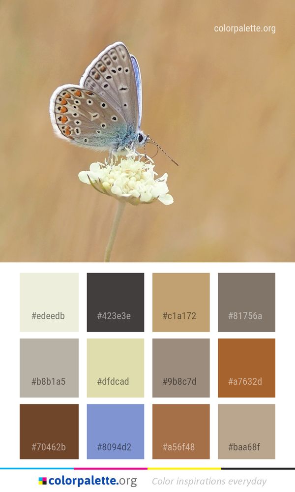 Butterfly Moths And Butterflies Insect Color Palette