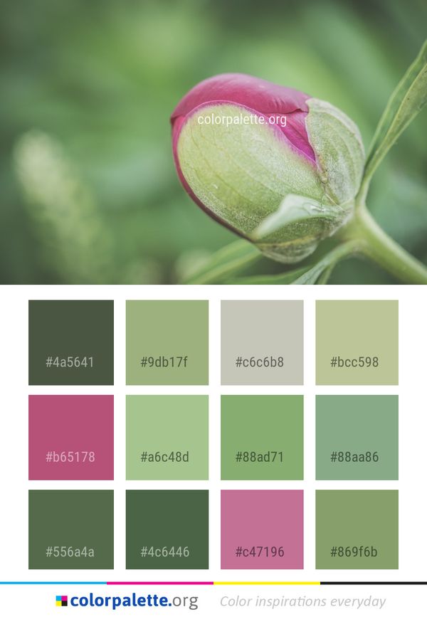 Flower Bud Plant Color Palette