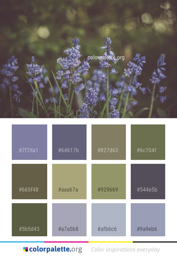 Flower Flora Lavender Color Palette