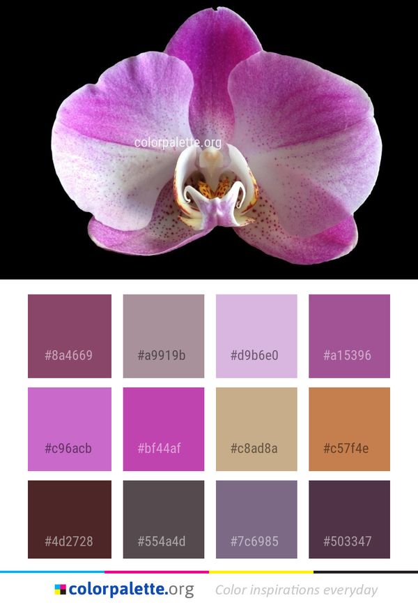 Flower Flowering Plant Pink Color Palette