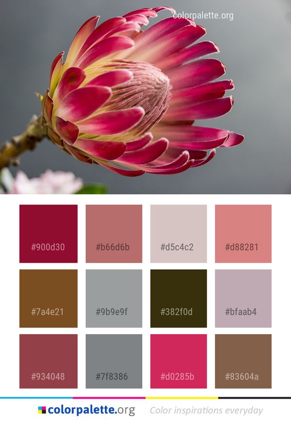 Flower Pink Plant Color Palette