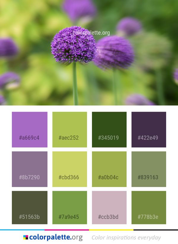 Flower Purple Flora Color Palette