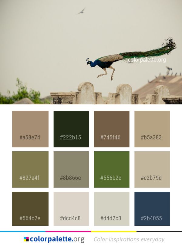Sky Bird Color Palette