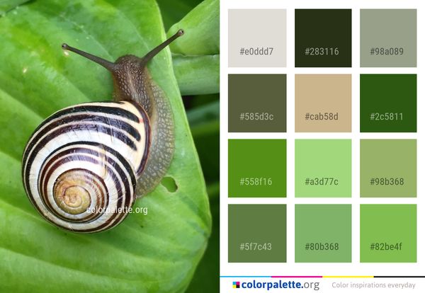 Snails And Slugs Snail Molluscs Color Palette