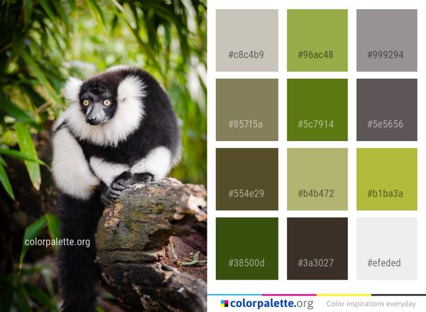 Fauna Lemur Primate Color Palette