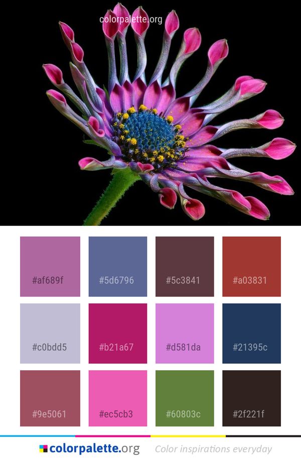 Flower Flora Flowering Plant Color Palette