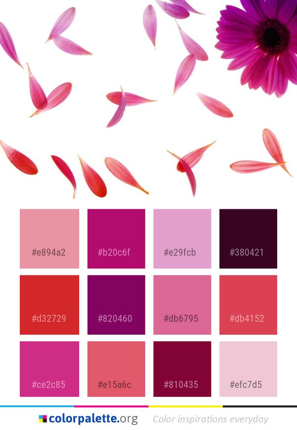Flower Pink Flowering Plant Color Palette