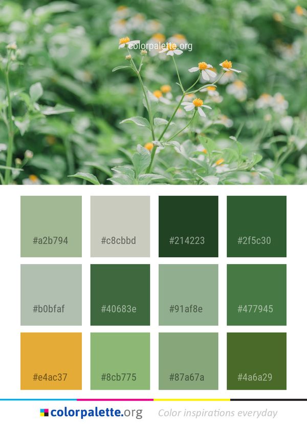 Flower Plant Flora Color Palette