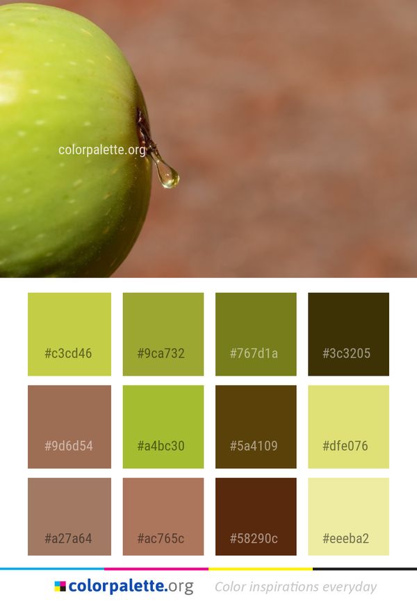 Macro Photography Insect Close Up Color Palette
