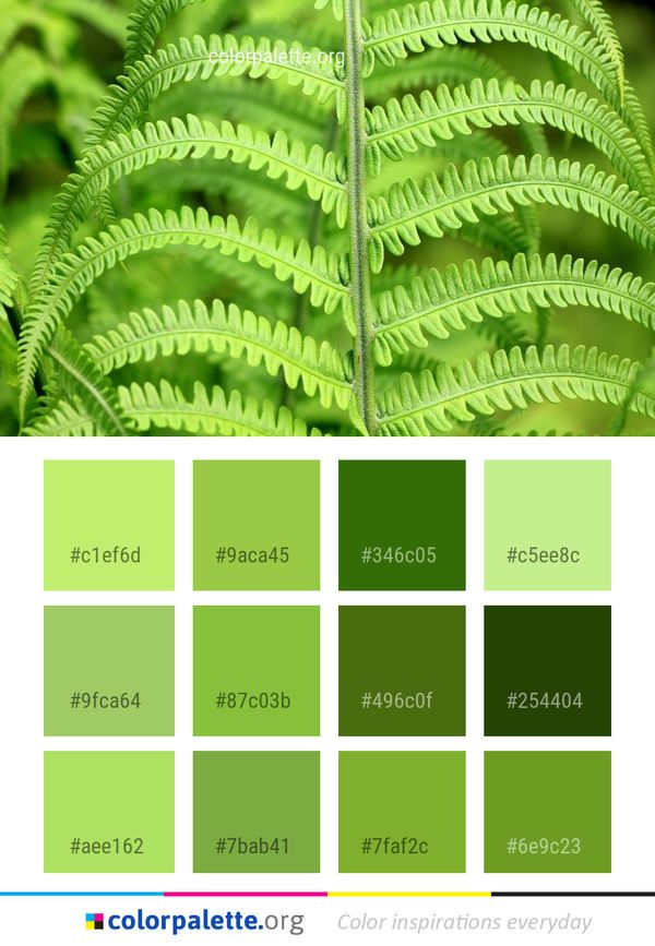 Ostrich Fern Plant Vegetation Color Palette