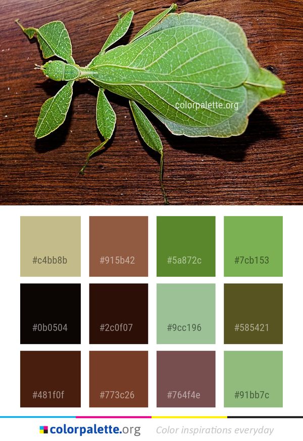 Leaf Plant Herb Color Palette