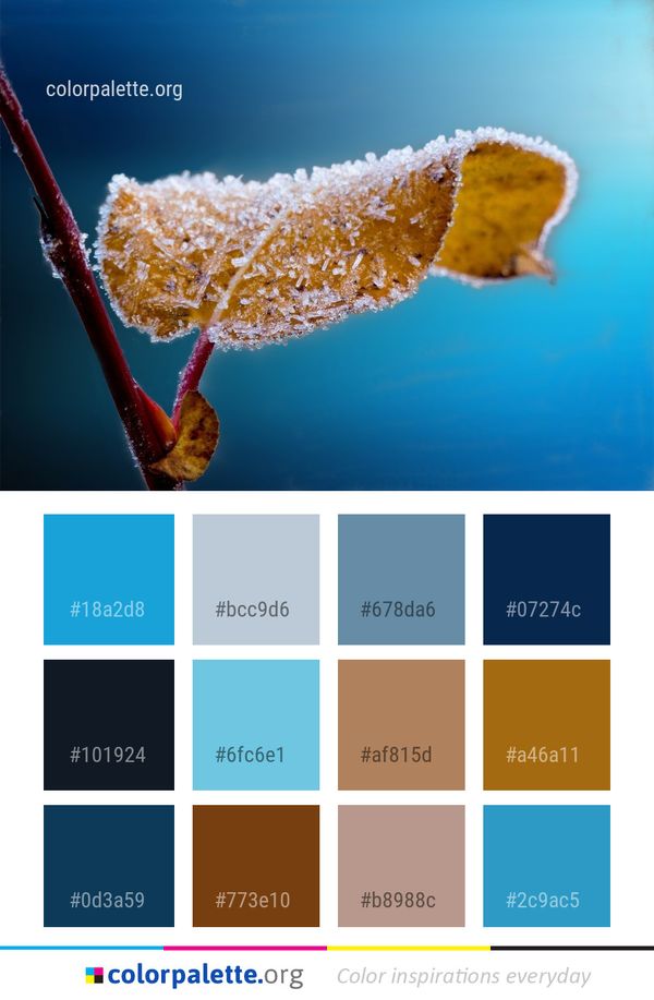 Macro Photography Close Up Water Color Palette