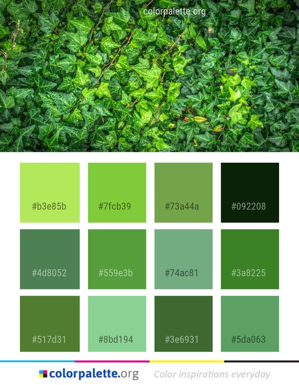 Vegetation Plant Leaf Color Palette