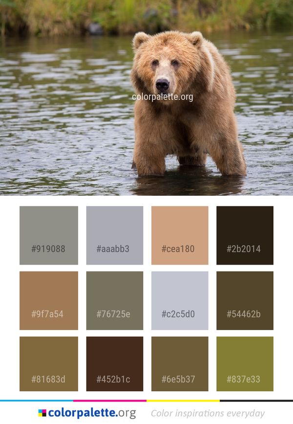 Brown Bear Mammal Grizzly Color Palette