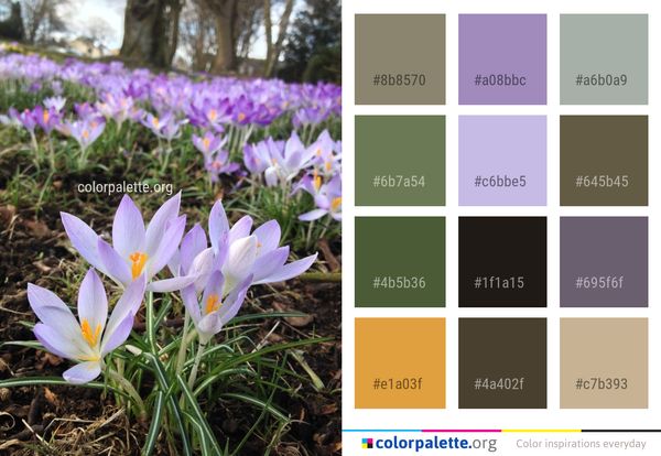 Flower Plant Crocus Color Palette