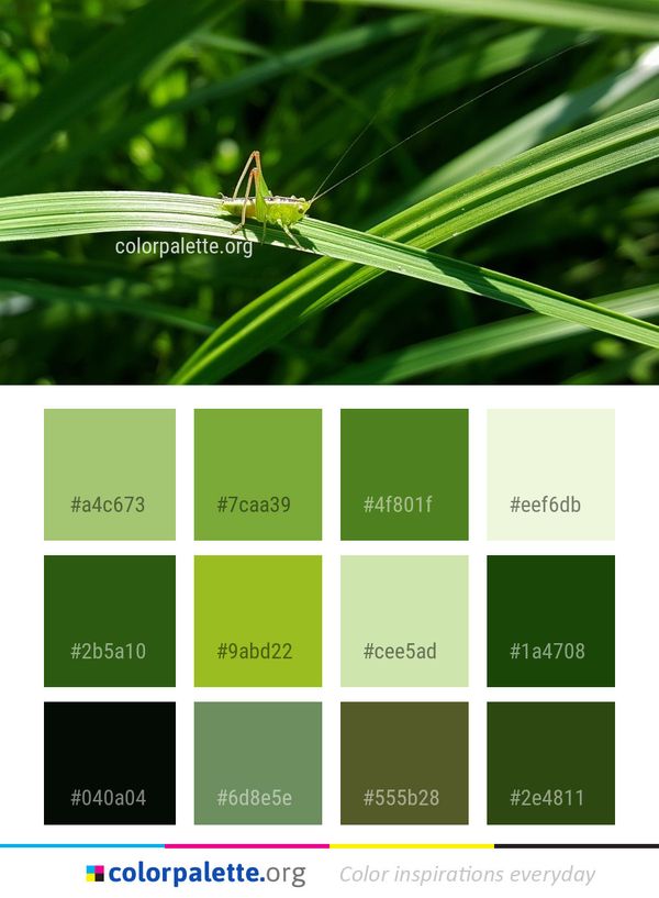 Insect Damselfly Dragonfly Color Palette