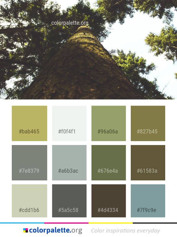 Tree Woody Plant Sky Color Palette