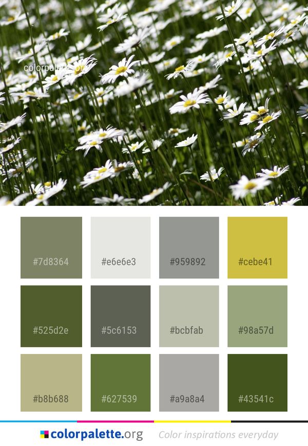 Flower Flora Daisy Color Palette