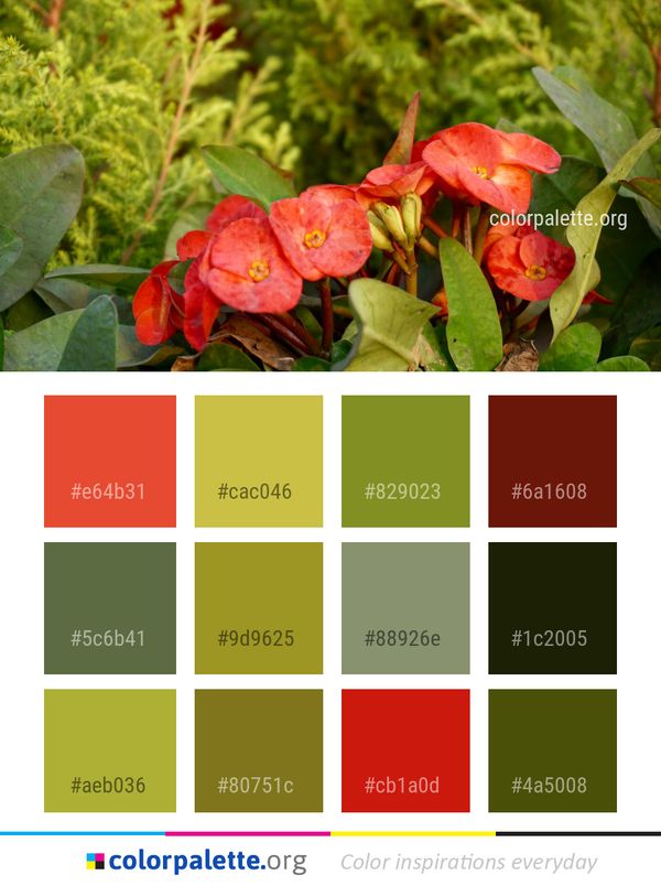 Plant Flower Flora Color Palette