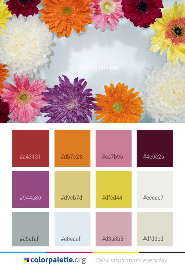 Flower Flowering Plant Gerbera Color Palette
